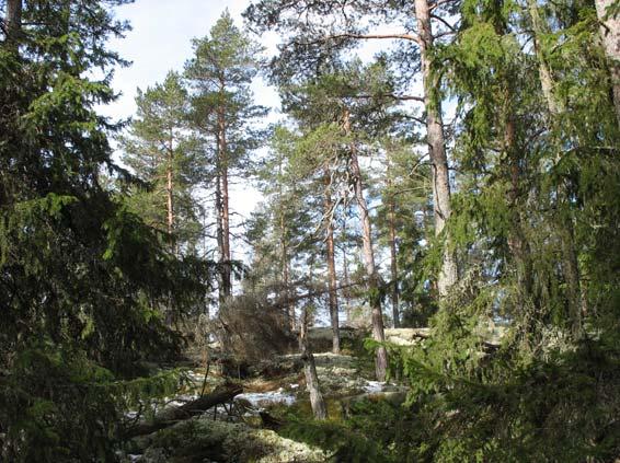 Hällmarkstallskog på höjder och granskog i svackor. Foto Annika Forsslund Delområde 1D) Barrblandskog av blåbärstyp med inslag av bergimpediment och sumpskogspartier.