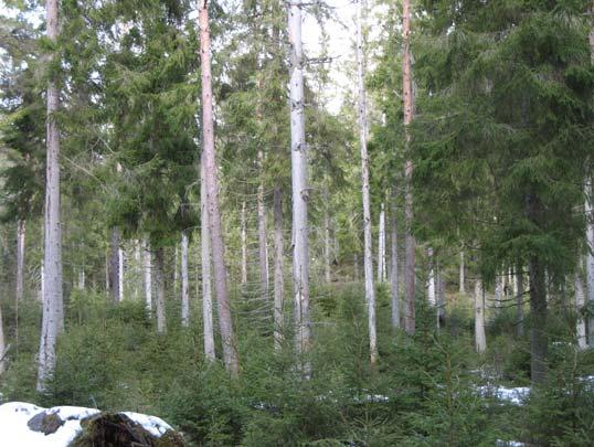 2.1.2 Skötselområde 2, barrblandskog, sumpskog med & myr med skötselbehov Areal: 21,4 ha Dikad skog. Granskärm och granföryngring.