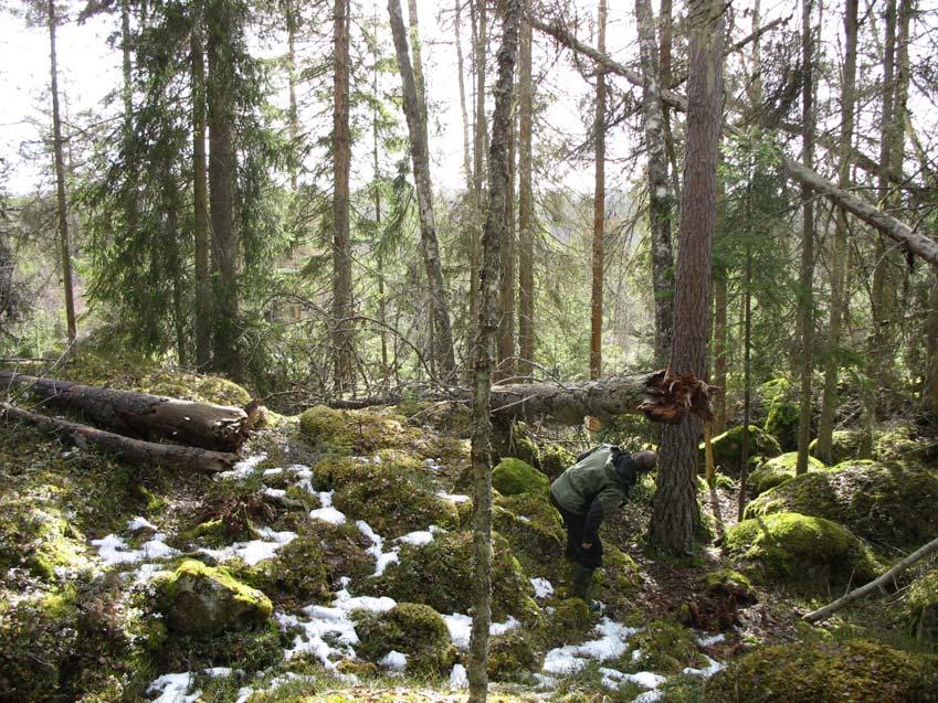 mycket sällan i dagens skogslandskap. Både sparvuggla och pärluggla häckar tidvis i reservatet eller dess närhet. Inventering i skogssluttning rik på gammal granved. Foto Annika Forsslund.