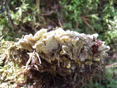 En annan svamp som bildar mykorrhiza med tall är signalarten dropptaggsvamp, vilken tillhör gruppen korktaggsvamparna.