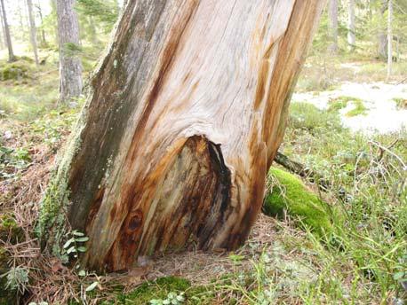 På de gamla granarna i sluten skog växer även gammelgranlav relativt allmänt. Gammelgranlav är annars inte vanlig i den här delen av länet med långvarigt bergslagssbruk och lättbrukade skogar.