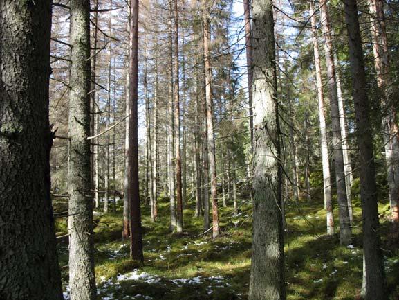Granbarkborrarnas angrepp kan även leda till att öka lövandelen i skogen. I luckor på frisk och bördig mark kommer ofta lövträd efter en störning.
