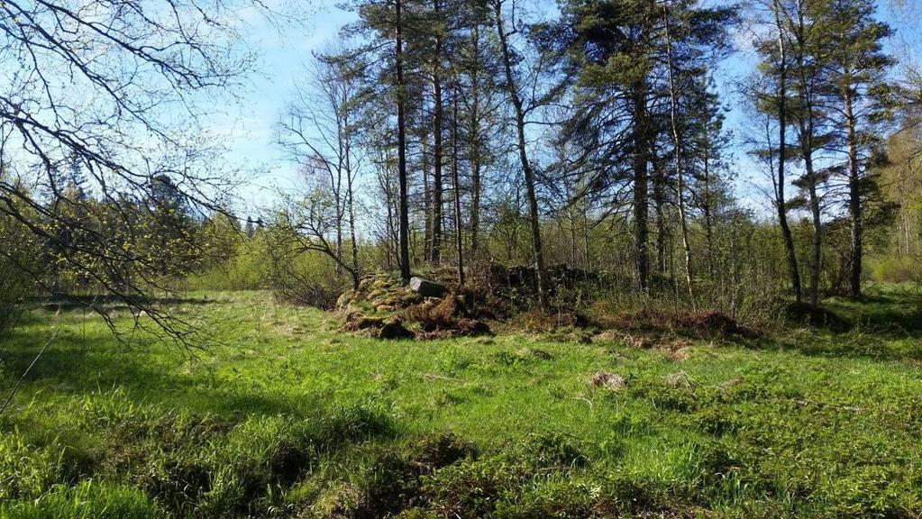 sylvestris), skogsfräken (Equisetum fluviatile), åkerbär (Rubus arcticus), rödblära (Silene dioica) och skogsbräken (Dryopteris carthusiana).