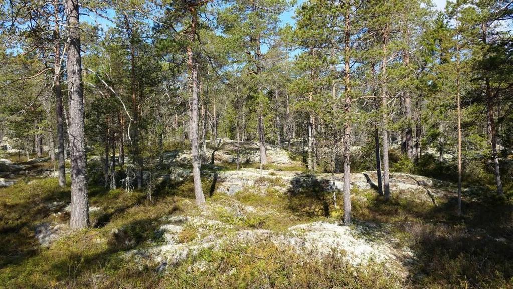 Bild 8. Figur D.4 är en hällmarkstallskog i naturtillstånd. Figur D.6. Ca 30-årig, tät tallskog med enbart tall (Pinus sylvestris). Buskskikt saknas.