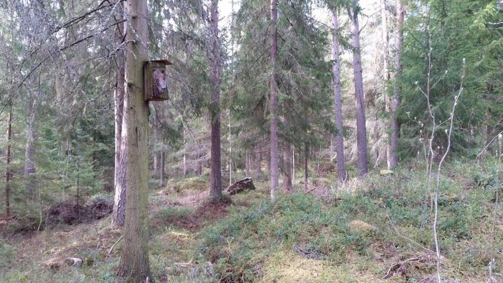 på andra ställen växer en frodig lundartad lövblandskog. I fältskiktet dominerar blåbär (Vaccinium myrtillus) och lingon (Vaccinium vitis-idaea). Bild 9. Figur E.