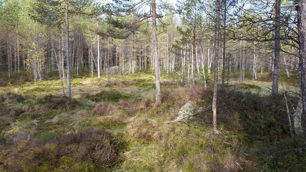 blåbär (Vaccinium myrtillus), linnea (Linnea borealis), skogsbräken (Dryopteris carthusiana), ekorrbär (Maianthemum bifolium), harsyra (Oxalis acetosella), skogsfräken (Equisetum fluviatile) och