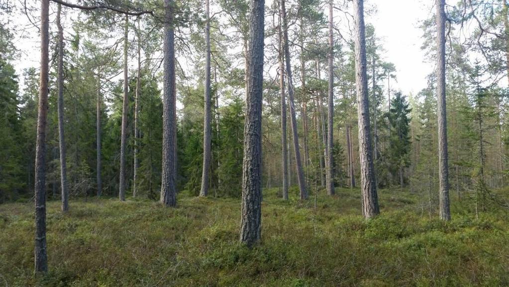 Figur A.5. 60-årig, gallrad och gles, talldominerad blandskog. I trädskiktet förekommer ett rätt stort inslag av vårtbjörk (Betula pendula) samt lite gran (Picea abies).