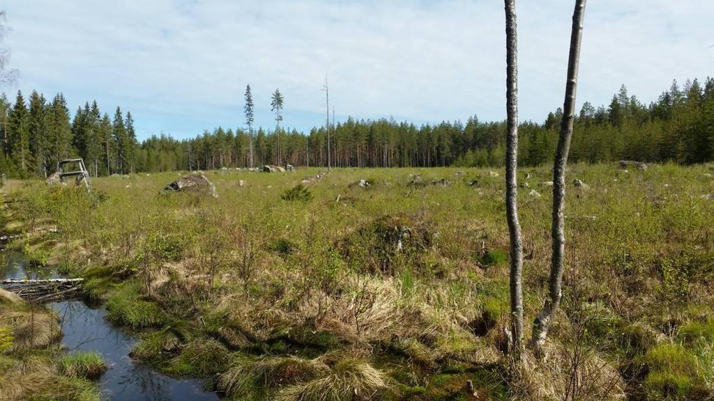 Bild 3. Ca 2-årig granplantering i figur B.2 Bild 4. Bosund vandringsled går här genom en 100-årig tallskog i figur B.3 Figur B.5. I väster ca 35-årig tallskog och i öster ca 20-årig tallskog.