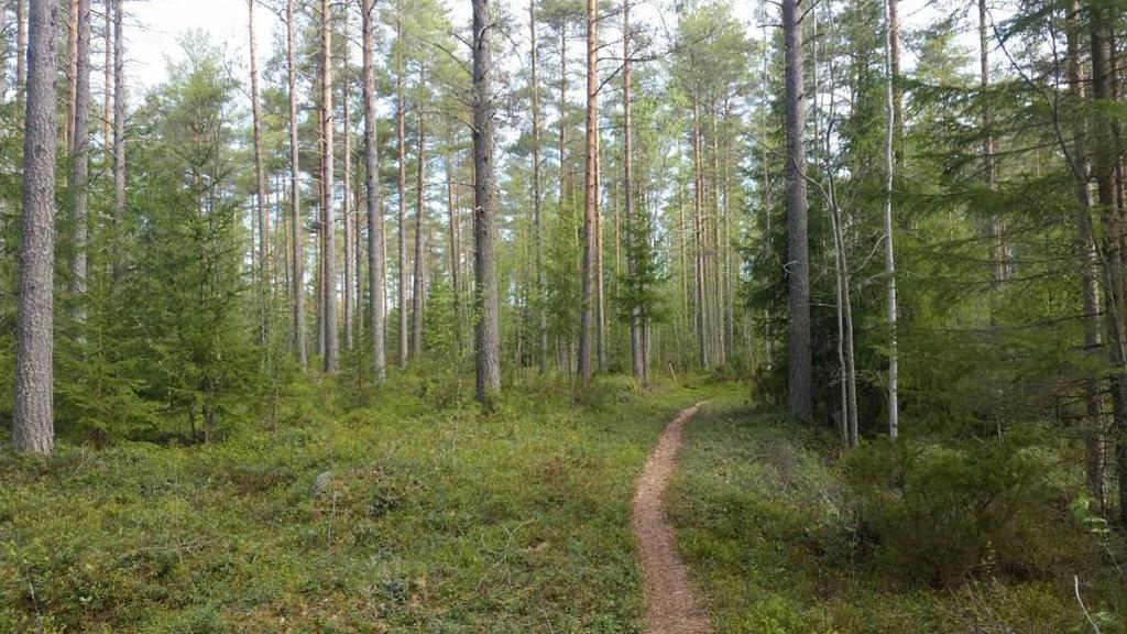 I fältskiktet påträffas lingon (Vaccinium vitis-idaea), kråkbär (Empetrum nigrum), blåbär (Vaccinium myrtillus), ekorrbär (Maianthemum bifolium), ljung (Calluna vulgaris) samt skvattram (Rhododendron