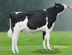 Genomiska Alamo Stmb nr 524 Kod nr 9-7779 F: Altaspring M: White Fan Aragon Stmb nr 464 Kod nr 9-7739 F: Araxis M: Hendel Racer Bea MF: Fanatic MM: White Rain EX-90 MF: Racer MM: Hendel Epic Bethea