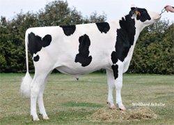 Dugal Stmb nr 284 Kod nr 9-7668 F: Defender M: Mc Baby Epos Red Stmb nr 527 Kod nr 9-7808 F: Eloped Red M: Shirley Red VG-85 MF: Mayfield MM: Mc Kenzie MF: Brekem MM: Shila Red VG-86 MMF: Obderver