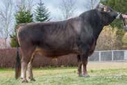 Brownswiss HACKER 10/3430........................................................... DE 09 420822 * 17.10.2008 aaa: 654 HAMBURG 10/345540........................................................... DE 09 425461 * 26.