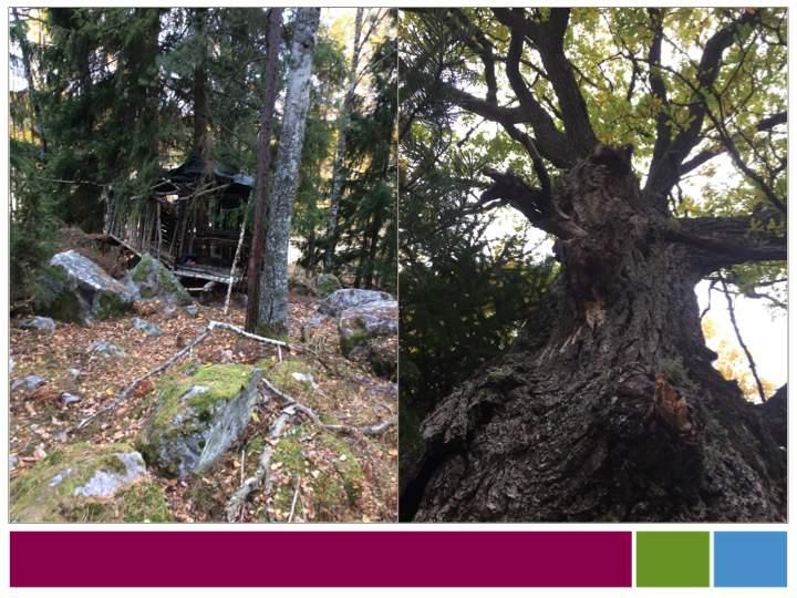 Naturvärdesinventering