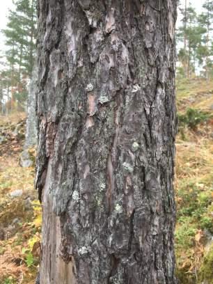 Objekt ID 1 9 Olof Rosenkvist Datum 2016-10-13 00:00 Naturtyp Skog och träd värde Hällmarkstallskog 2 Visst biotopvärde 1 Obetydligt artvärde 4 Visst 2 Nej Inga funna naturvårdsarter En