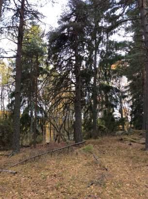 Objekt ID 3 7 Håkan Andersson Datum 2016-10-13 00:00 Naturtyp Skog och träd värde Barrblandskog 2 Visst biotopvärde 1 Obetydligt artvärde 4 Visst 2 Nej Inga funna naturvårdsarter Skog omgiven av