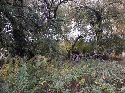 Objekt ID 4 7 Håkan Andersson Datum 2016-10-13 Naturtyp Skog och träd värde Lövträdsrik brynmiljö 3 Påtagligt biotopvärde 1 Obetydligt artvärde 3