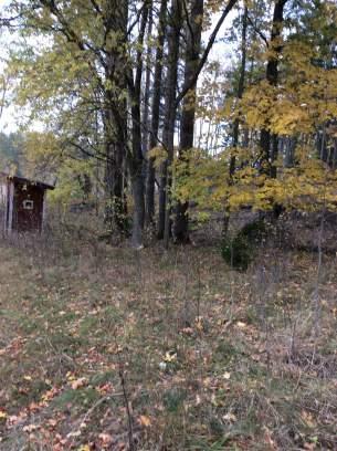 Objekt ID 5 7 Håkan Andersson Datum 2016-10-13 00:00 Naturtyp Skog och träd värde Triviallövskog 2 Visst biotopvärde 1 Obetydligt artvärde 4 Visst 2 Nej Inga funna naturvårdsarter Lövträd i