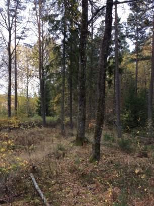 Objekt ID 13 7 Håkan Andersson Datum 2016-10-14 00:00 Naturtyp Skog och träd värde Triviallövskog 3 Påtagligt biotopvärde 1 Obetydligt artvärde 3 Påtagligt 2 Nej Gröngöling Litet område i glänta med