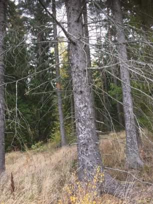 Objekt ID 19 9 Olof Rosenkvist Datum 2016-10-11 00:00 Naturtyp Skog och träd värde Blandskog 3 Påtagligt biotopvärde 3 Påtagligt artvärde 2 Högt 2 Nej Ekticka, gröngöling, kungsfågel, domherre,