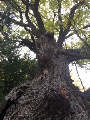 Objekt ID 23 9 Olof Rosenkvist Datum 2016-10-12 00:00 Naturtyp Äng och betesmark värde Lövträdsrik brynmiljö 3 Påtagligt biotopvärde 2 Visst artvärde 3 Påtagligt 2 Nej liten blåklocka, blekticka Rest