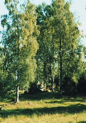 Lövskogar och lövinslag Ekopark Norra Vätterns Skärgård har en förhållandevis hög lövandel. Sammanräknat innehåller ekoparken idag totalt 19 % lövträd.