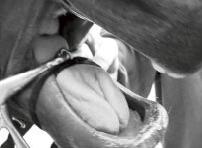 Tungband Tungbandet hindrar hästen från att lägga tungan över bettet och tungan från att hamna för långt bak i svalget.