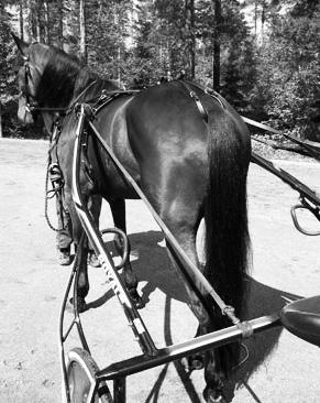 Sidostropp är en rem som används för att hjälpa hästen att springa rakt. Den ena änden fästs i skalmen och den andra änden fästs baktill i sulkyns ram.