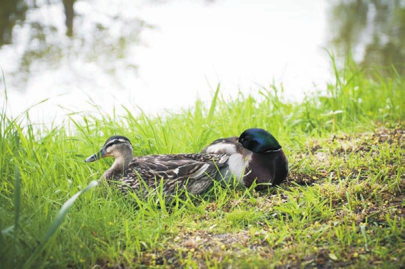 följd. Dess bät tre ut eblev all var li ga re påverkan på åvattnet.