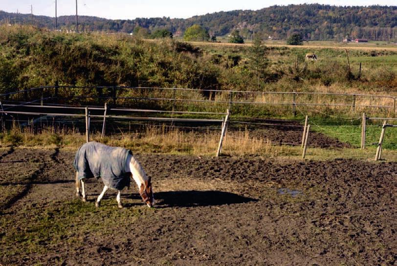 Antalet hästar har ökat mycket de senast decennierna. Foto: Stefan Bydén Djur håll ning I åns avrinningsområde förekommer viss djurhåll - ning.