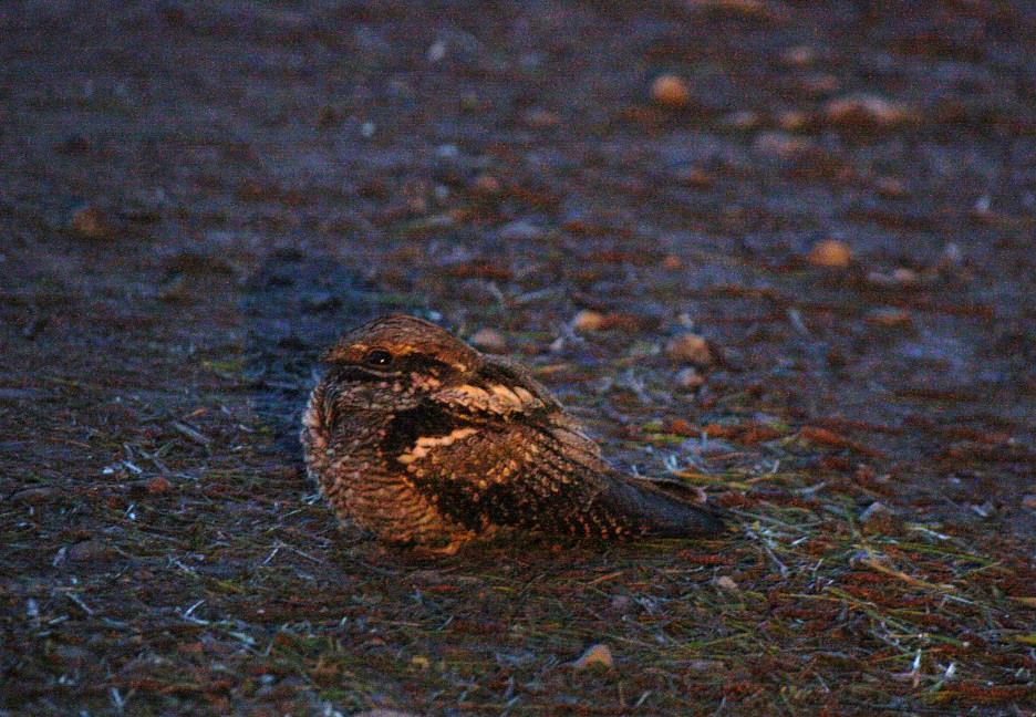 3 (6) 3.2 Utbredning 3.3 Skydd Figur 2. Natskärran (Caprimulgus europaeus) (Foto: Tiina Mäkelä /FCG) Nattskärran häckar fåtalig norrut till Kvarken-Norra Karelen.