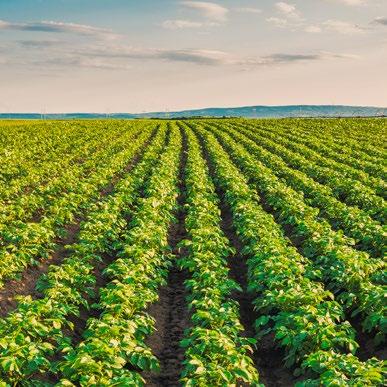 Svensk Potatis uppdrag är att utföra kvalitetsanalyser, informera om SMAK:s