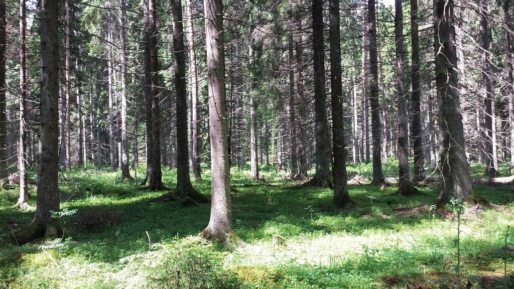 Figur 1. Försöksområdet, ett grandominerat bestånd i norra Uppland.
