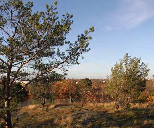 NATUR OCH EKOLOGI Vegetationen i Aspudden består till största delen av blandskog, där ek är den karaktärsgivande och dominerande arten.