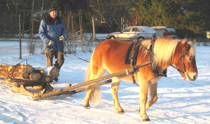 FUXEN Fuxen är ett gotlandsruss som är född 1997.