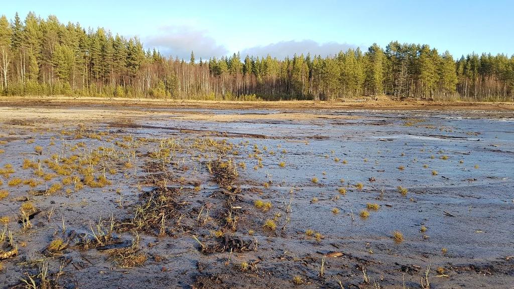 Sommaren 2017: Stranden är stenig och utan vegetation på sina ställen har gyttja och dy blottlagts.