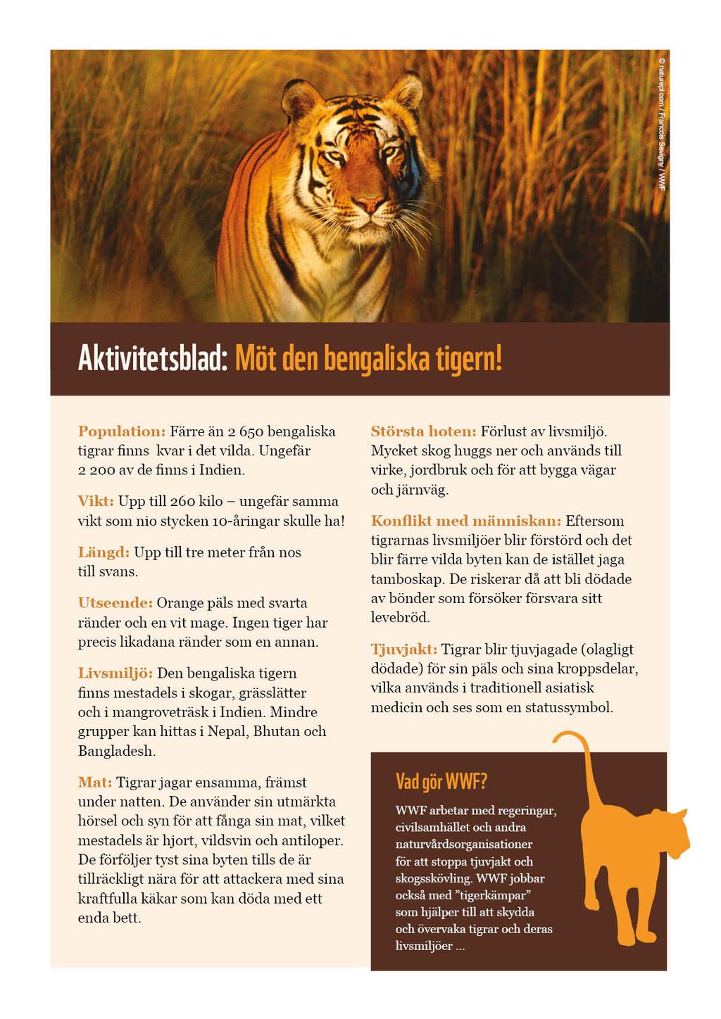 skydda djurlivet och de naturliga livsmiljöerna Vad du behöver Bilder av tigrar Aktivitetsbladet Möt den bengaliska tigern!