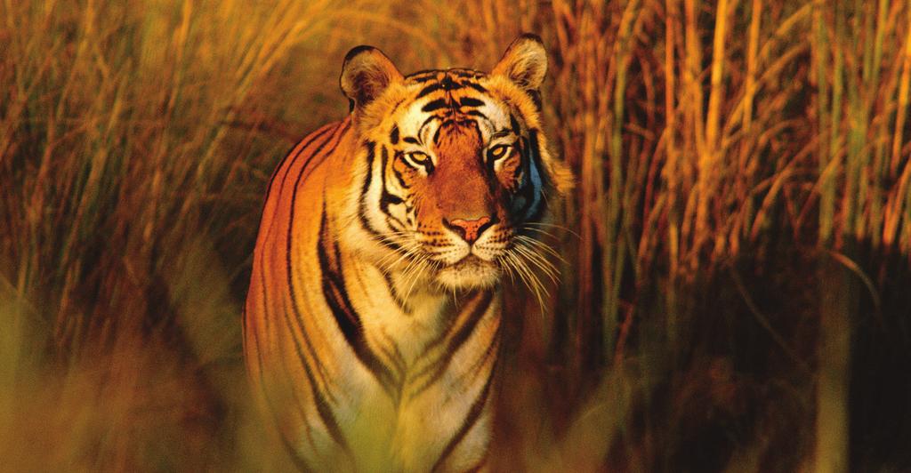 naturepl.com / Francois Savigny / WWF Aktivitetsblad: Möt den bengaliska tigern! Population: Färre än 2 650 bengaliska tigrar finns kvar i det vilda. Ungefär 2 200 av dem finns i Indien.