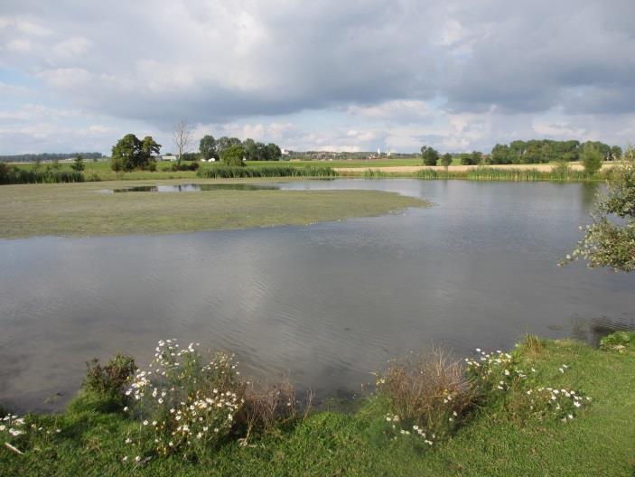 En gråhakedopping sågs rasta vid dammen våren 2013. Vattnet var kraftigt grumligt och undervattensvegetation saknades nästan helt.