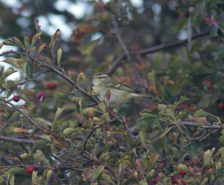 Tajgasångare på Hanö den 27 september 2016. Foto: Thomas Nilsson. Gransångare (Phylloscopus collybita) Vinterfynd: 1 ex Sölvesborg 3.12 (Patric Österblad).