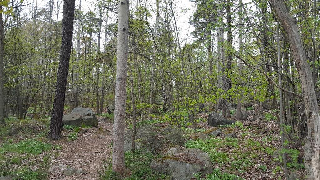 Naturvärdesobjekt 7 Klass 3, påtagligt naturvärde Naturtyp: Skog och träd Biotop: Lövskog Beskrivning: Objektet utgörs av en lundartad bitvis tät, lövskog med medelålders ekar, en del asp samt