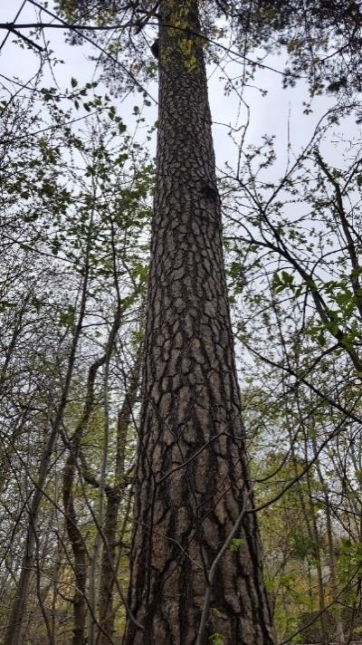 Naturvärdesobjekt 9 Klass 3, påtagligt naturvärde Naturtyp: Skog och träd Biotop: Blandskog Beskrivning: Objektet utgörs av en blandskog med några grova äldre tallar på ca 200 år, alla med