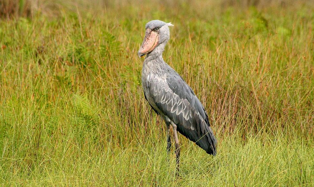 Uganda 26 juli 5 augusti 2019 med Ulf Ottosson Shoebill. Foto: Daniel Bengtsson Varmt välkommen på AviFaunas resa till Uganda!