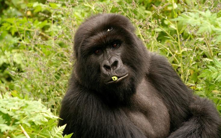 En orsak därtill är det geografiska läget, med gräns mot såväl Kongo Kinshasa som Sudan, Kenya och Tanzania.