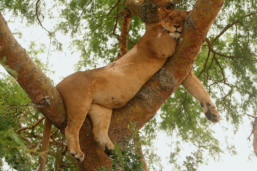 Dag 5: Queen Elizabeth National Park (QENP) hela dagen. Här vi ägnar åt oss lite klassisk safari.