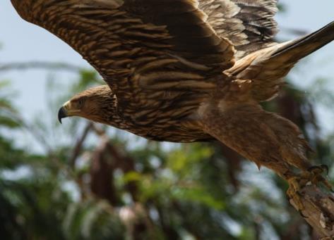 Bronsibis Plegadis falcinellus Vid East Khawr ca 60 ex den 15/11, 1 ex Al Mughsayl den 16/11, 52 ex East Khawr 17/11 och några enstaka fåglar på samma lokal den 20/11.