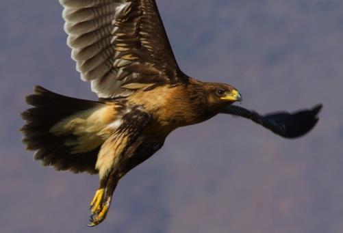 20/11. Gåsgam Gyps fulvus Resans enda fågel noterades vid Tawi Atayr den 17/11. Örongam Torgos tracheliotus Vid Wadi Darbat sågs 3 ex den 18/11.