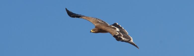 Stäppörn Aquila nipalensis Noterades dagligen men som mest vid Salalah soptipp med minst 300 ex!! Enstaka fåglar noterades lite varstans på de lokaler vi besökte.