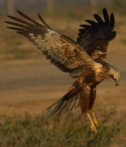 Dvärgörn Aquila pennata På väg från East Khawr den 15/11 sågs två mörka dvärgörnar och från hotellet samma dag 1 ex. 1 ex vid Ayn Hamran och 1 ex vid Wadi Darbat den 18/11.