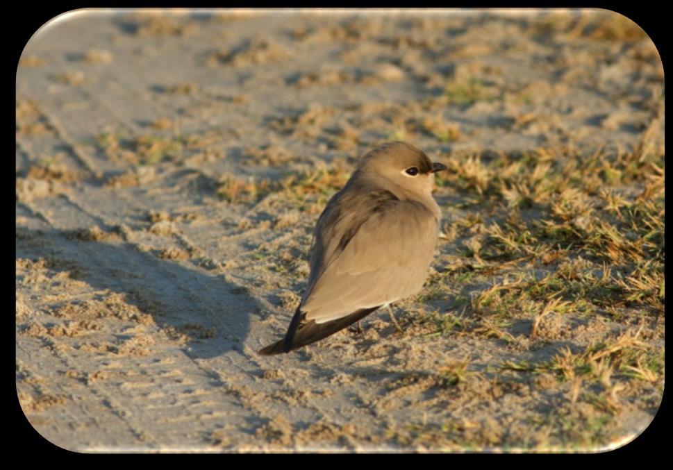 Mindre vadarsvala Glareola lactea Vid East Khawr sågs 2 ex den 17/11 och 1 ex den 19/11. Mindre strandpipare Charadrius dubius 3 ex sågs vid Reningsverket den 16/11.