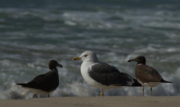 Storspov Numenius arquata Enstaka rastande och förbiflygande fåglar sågs vid East Khawr och vid hotellstranden. Småspov Numenius phaeopus Vid Ras Janjari sågs 5 ex den 17/11.